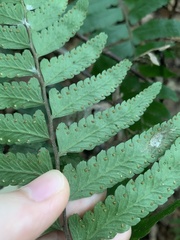 Microlepia marginata bipinnata