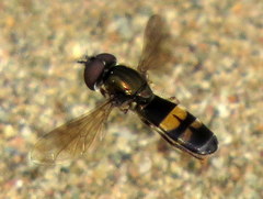 Pyrophaena rosarum