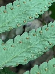 Microlepia marginata bipinnata