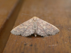 Cerynea trogobasis