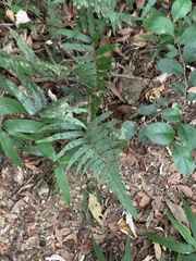 Microlepia marginata bipinnata