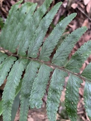 Microlepia marginata bipinnata