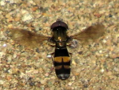 Pyrophaena rosarum