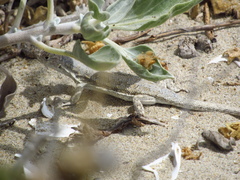 Liolaemus atacamensis