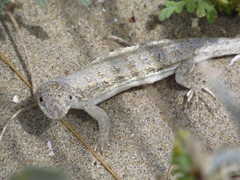 Liolaemus atacamensis