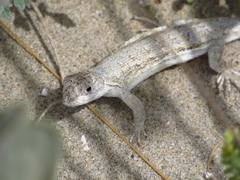 Liolaemus atacamensis