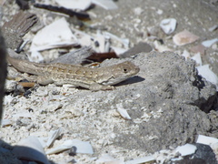 Liolaemus atacamensis