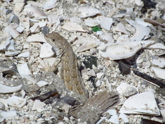 Liolaemus atacamensis