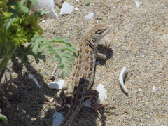 Liolaemus atacamensis