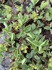 Sibbaldia parviflora