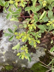 Sibbaldia parviflora