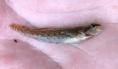 Etheostoma fricksium