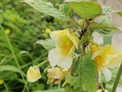 Balsaminaceae
