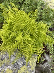 Athyrium distentifolium