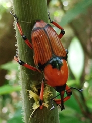 Cyrtotrachelus thompsoni