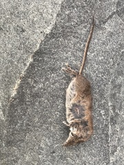 Sorex cinereus