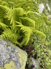 Athyrium distentifolium