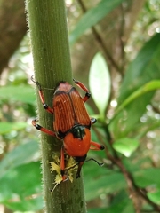 Cyrtotrachelus thompsoni