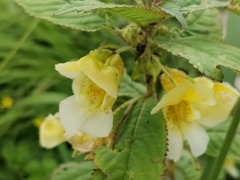 Balsaminaceae