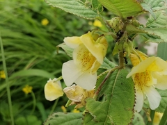 Balsaminaceae