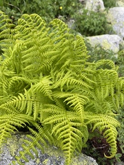 Athyrium distentifolium