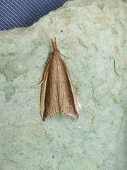 Donacaula mucronella