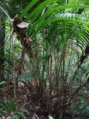 Calamus beccarii