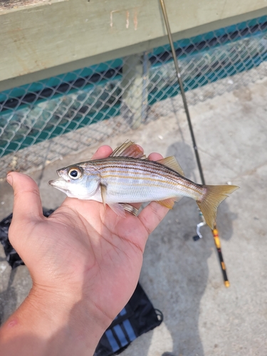 California salema (Haemulon californiensis) — Haemulidae — 2