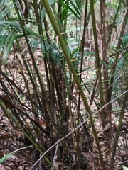 Calamus beccarii