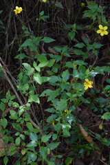 Bidens ostruthioides