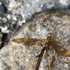 Megarhyssa macrurus icterosticta