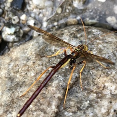 Megarhyssa macrurus icterosticta