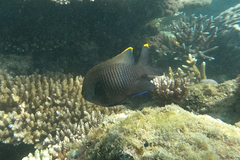 Plectroglyphidodon apicalis