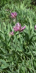 Trifolium attenuatum