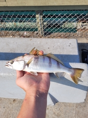 Atractoscion nobilis