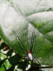 Leucauge taiwanica