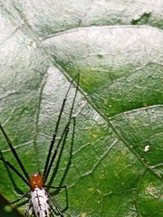 Leucauge taiwanica