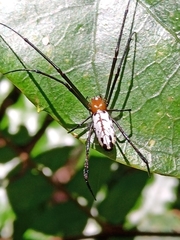 Leucauge taiwanica