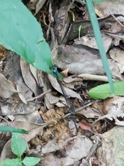 Coeliccia flavicauda