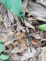 Coeliccia flavicauda