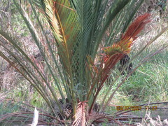 Macrozamia