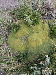 Bolax gummifera