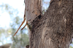 Nesoptilotis flavicollis
