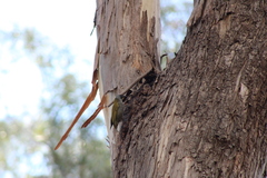 Nesoptilotis flavicollis