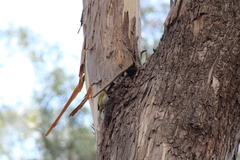 Nesoptilotis flavicollis