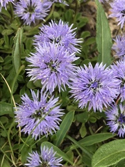 Globularia cordifolia