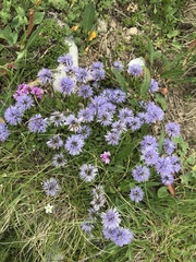 Globularia cordifolia