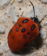 Poecilocoris druraei