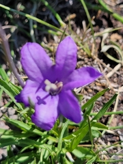 Campanula parryi