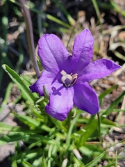 Campanula parryi